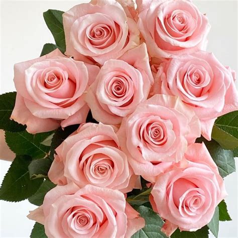 top de ruiter roses  kenya compared  ecuador