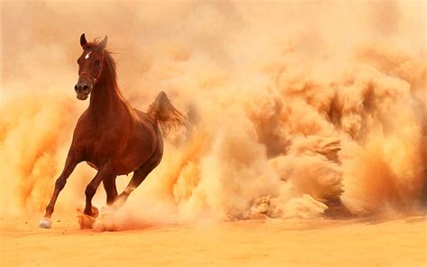 HD wallpaper: Arabian Horse Running Out Of The Des, brown horse, Animals, desert | Wallpaper Flare