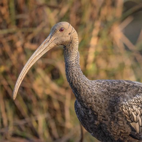 Nature is a key solution in tackling the climate crisis - BirdLife