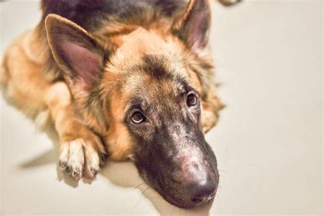 Pyoderma in Dogs: 101 About This Dog Skin Infection - Veterinarians.org