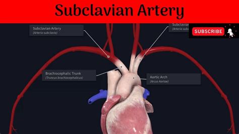 Subclavian Artery | Origin | Parts | Relations | Branches | Subclavian ...