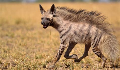 striped hyena facts distribution population biodb