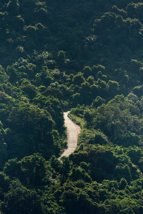 Road Passing through a Forest · Free Stock Photo