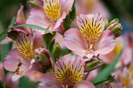 Alstroemeria Plant Growing & Care Guide for Gardeners | Alstroemeria ...