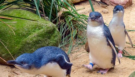 phillip island nature parks biodiversity highlights