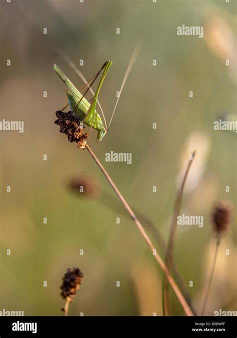 Katydid flying hi-res stock photography and images - Alamy