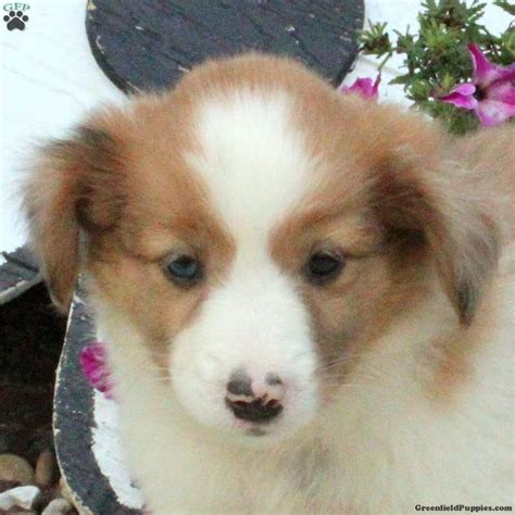 Harper - Sheltie Mix Puppy For Sale in Pennsylvania