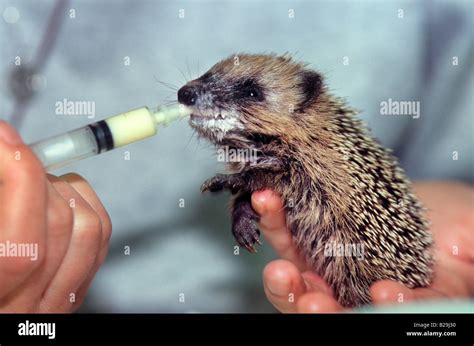 European Hedgehog Stock Photo, Royalty Free Image: 18651444 - Alamy