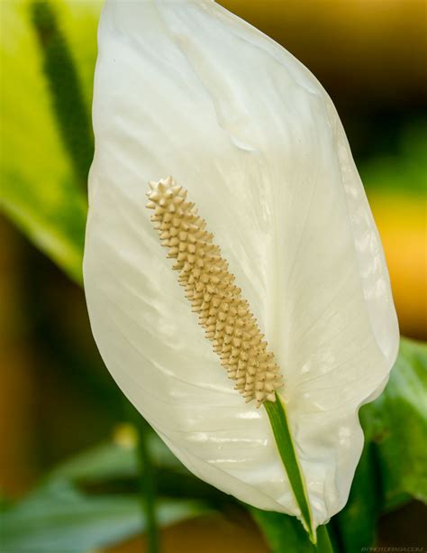 Flower Stamen