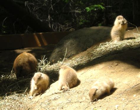 binder park zoo  battle creek michigan