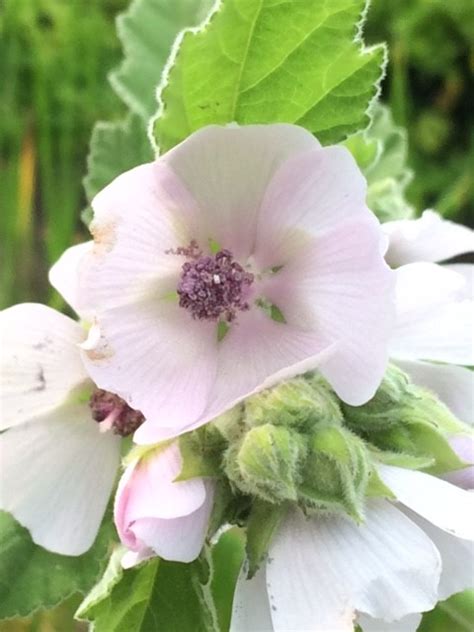 Marsh Mallow | Althea officinalis | Naturescape Wildflower Farm