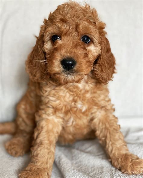 Teacup mini goldendoodle/Teacup goldendoodle for sale