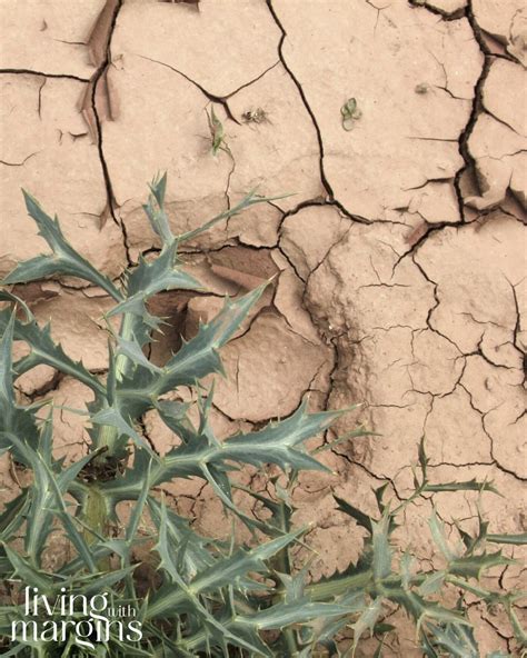 parable   sower thorny ground living  margins