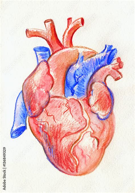 Hand drawing sketch anatomical heart. Colored watercolor pencil. Stock ...