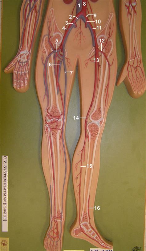 veins (body model) #2 Diagram | Quizlet