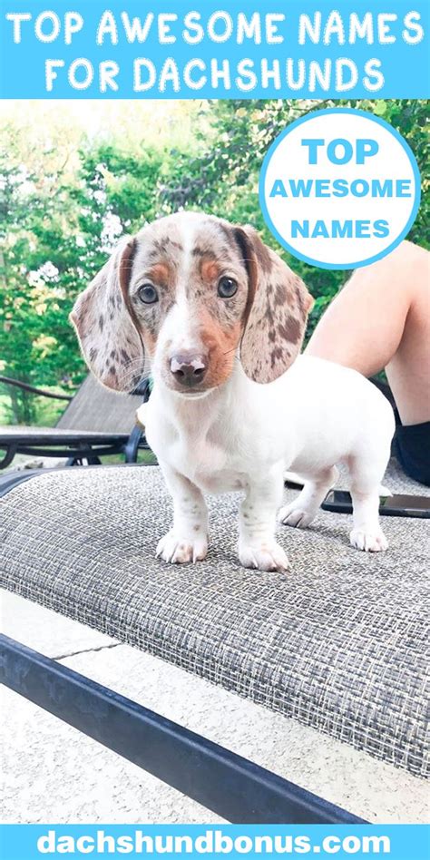 Top Awesome Names For Dachshunds | Dapple dachshund puppy, Dog language ...