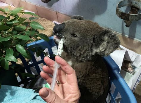 Australian bushfires wipe out half of koala colony, threaten more | The ...