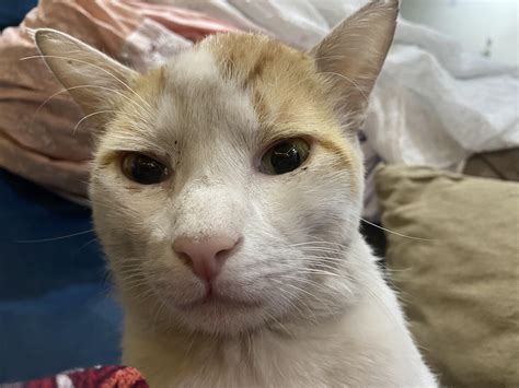 Large hard bump on cat’s forehead after cat fight, what should I do