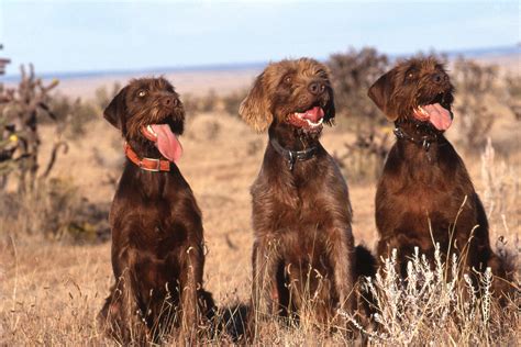 Pudelpointer Hund (Charakter, Ernährung, Pflege)