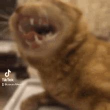 Cat Grimace GIF - Cat Grimace Scrunge - Discover & Share GIFs