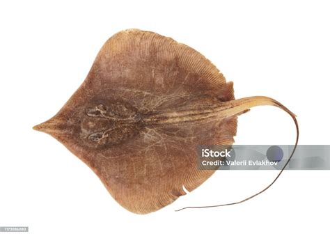 ray fish isolated  white background stock photo  image
