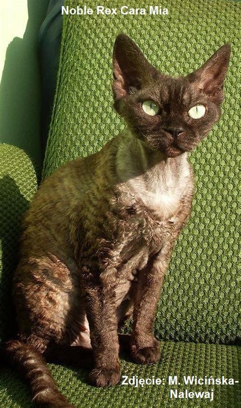 Polska Federacja Felinologiczna :: Felis Polonia » Devon rex, zarys ...