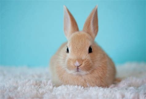 Exploring the World of Rare Rabbit Breeds: Discover Their Unique Traits