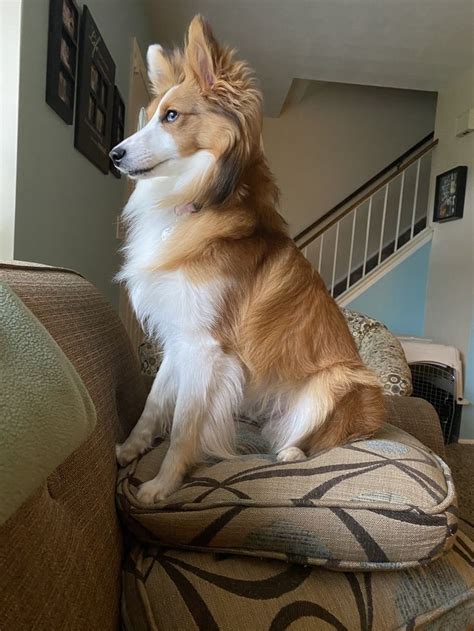 Shetland sheepdog Collie Papillon in 2023 | Dog photos, Mixed breed ...