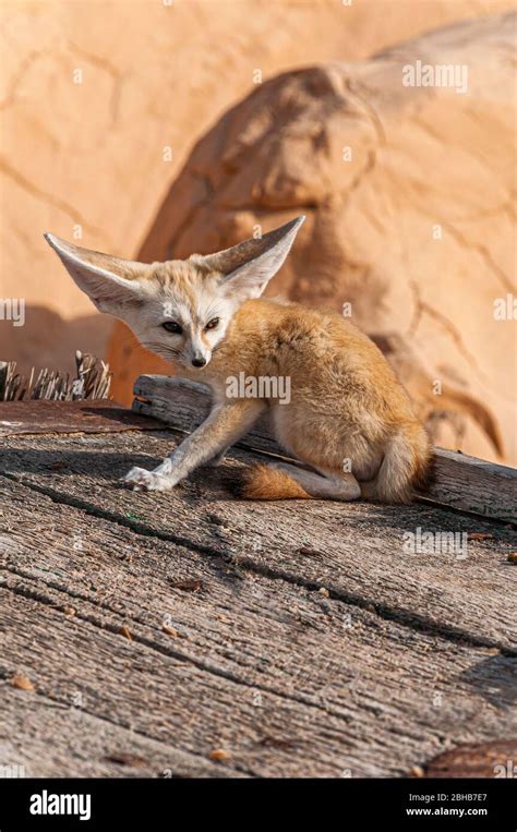 Fennec fox desert fox fennec hi-res stock photography and images - Alamy