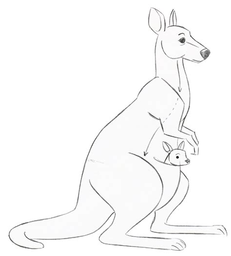 drawing kangaroo easy