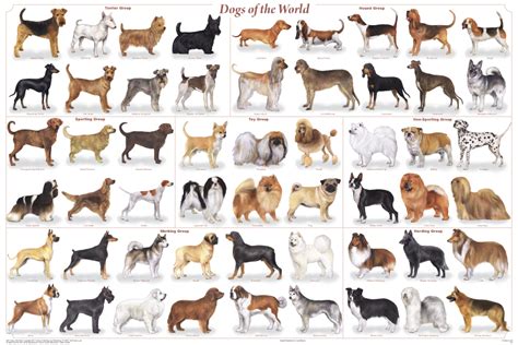 Breeds of dogs