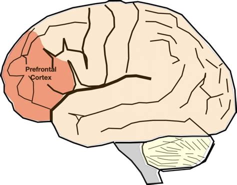 depression  neuroanatomy  depression nybys nerdy neuroscience