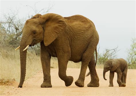 US embassy empowers Botswana rangers to combat poaching | Journal of