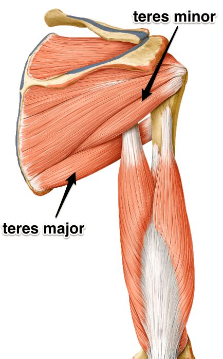 teres major muscle medically