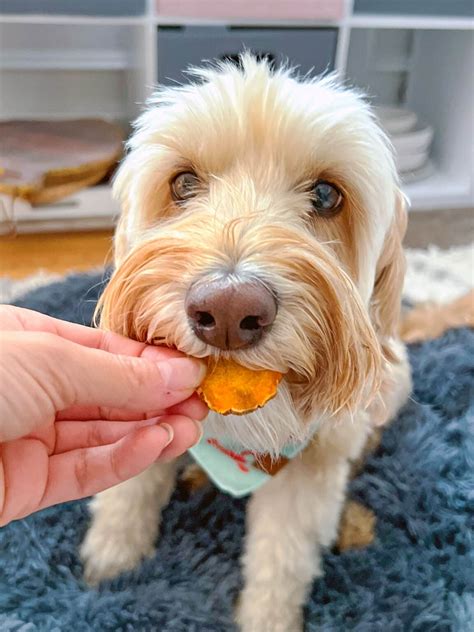 Sweet Potato Dog Treats Recipe - We are not Martha