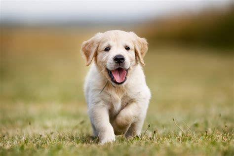 labradors  scotlands favourite dogs  sunday post