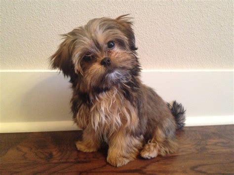 Top 17 Tips for Future Shorkie Owners | Shorkie puppies, Puppies and ...