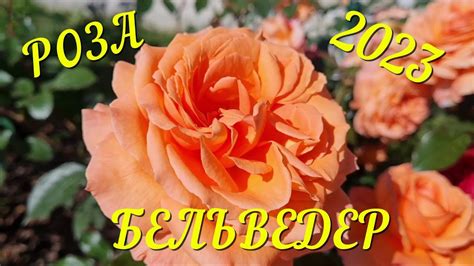 241 Роза Бельведер в моем саду, сезон 2023, Ленинградская область ...