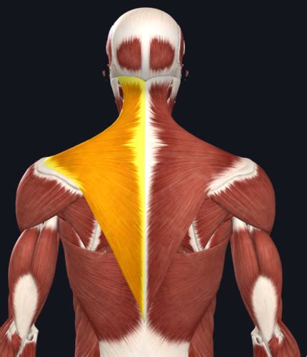 Extrinsic back muscles superficial Flashcards | Quizlet