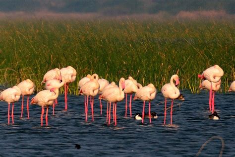 Birding and wildlife tour to Little Rann of Kutch