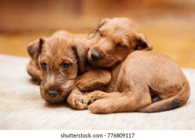 Irish Terrier Breed Puppies Stock Photo 776809117 | Shutterstock