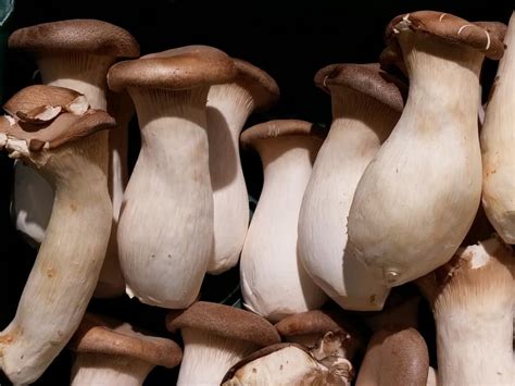 9 Edible Mushrooms That Grow On Wood (And You Can Grow At Home) – Bountiful Gardener