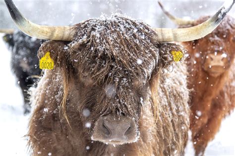 Portrait of Cow with Horns · Free Stock Photo