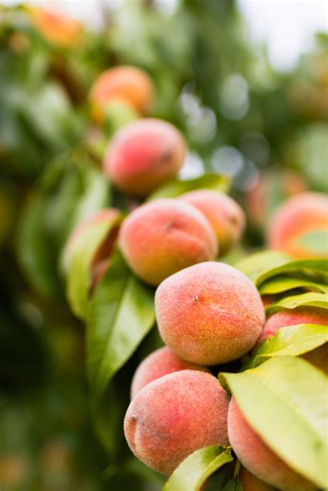 What is Peach, its Benefits and History