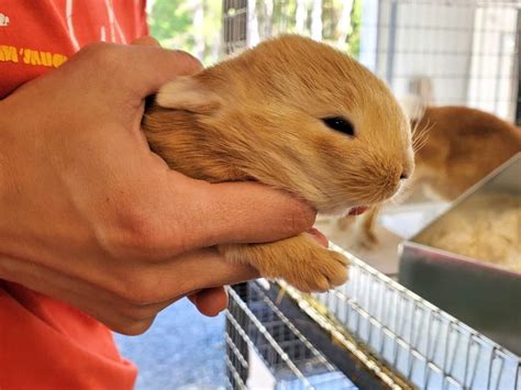 Our First Experience Breeding Rabbits – April's Happy Place