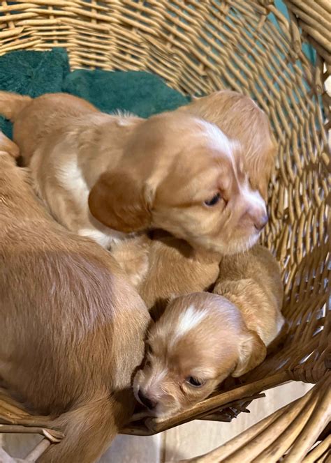 AKC Puppies For Sale In Austin, TX