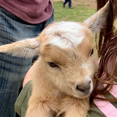 Backyard Miniature Goats – Making backyard miniature goats possible.