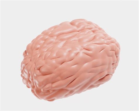 Brain Human Body Part - 3D Model by sdfffg