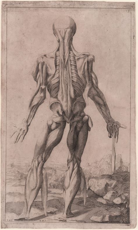 anatomy