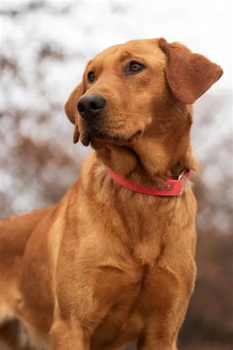 The Rhodesian Ridgeback Lab Mix - Is This The Right Dog For You? - Your ...